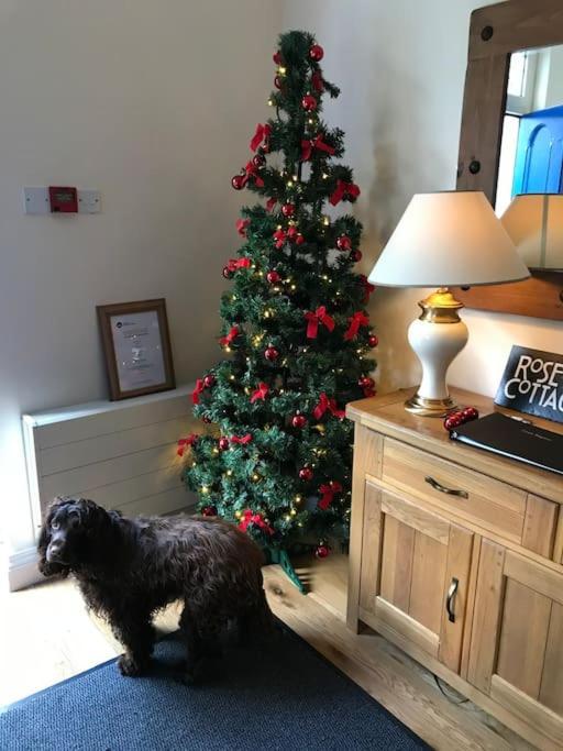 Rose Cottage Irvinestown Esterno foto